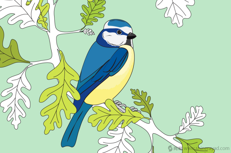 英國鳥類插畫設計-上海插畫設計公司-上海品牌設計公司1