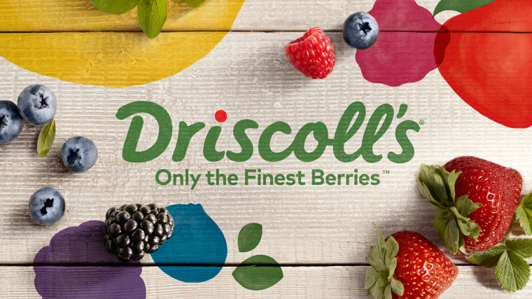 Driscoll''s 漿果新品牌形象設(shè)計logo設(shè)計-上海農(nóng)產(chǎn)品logo設(shè)計公司 Driscoll''s 漿果新品牌形象設(shè)計logo設(shè)計-上海農(nóng)產(chǎn)品logo設(shè)計公司