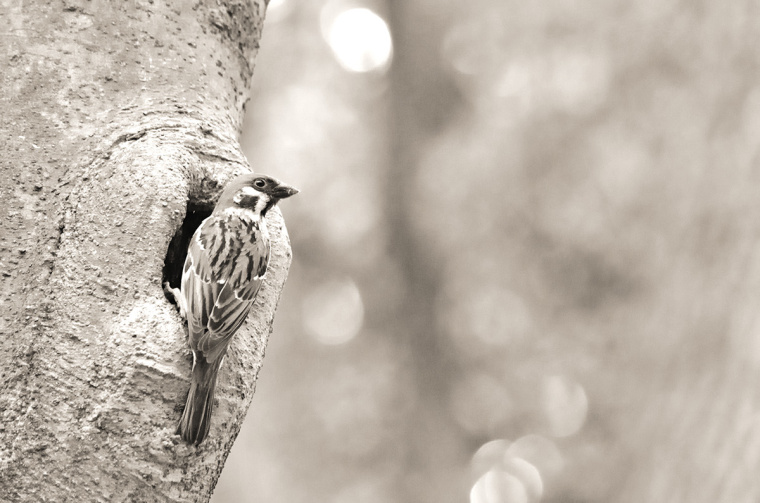 roost 美發(fā)沙龍logo設(shè)計(jì)-上海logo設(shè)計(jì)公司5 roost 美發(fā)沙龍logo設(shè)計(jì)-上海logo設(shè)計(jì)公司5