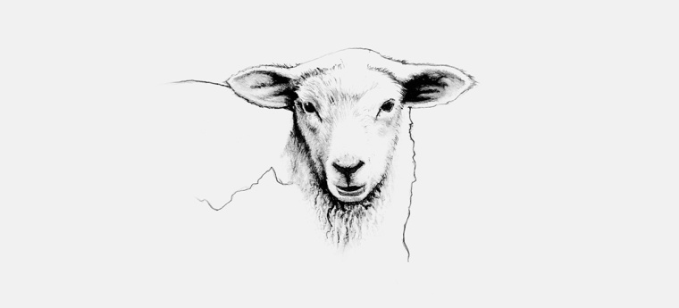 鉛筆動物頭像插畫R?ROSKJ?TT鮮肉肉類品牌形象設(shè)計包裝設(shè)計