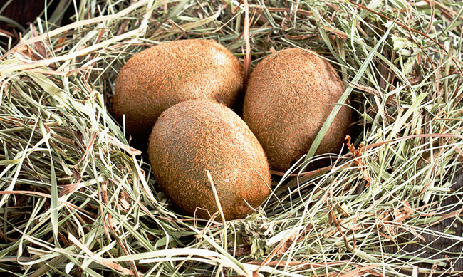 Kiwi Eggs 獼猴桃水果禮盒包裝設(shè)計鳥類插畫包裝欣賞-上海包裝設(shè)計公司 Kiwi Eggs 獼猴桃水果禮盒包裝設(shè)計鳥類插畫包裝欣賞-上海包裝設(shè)計公司