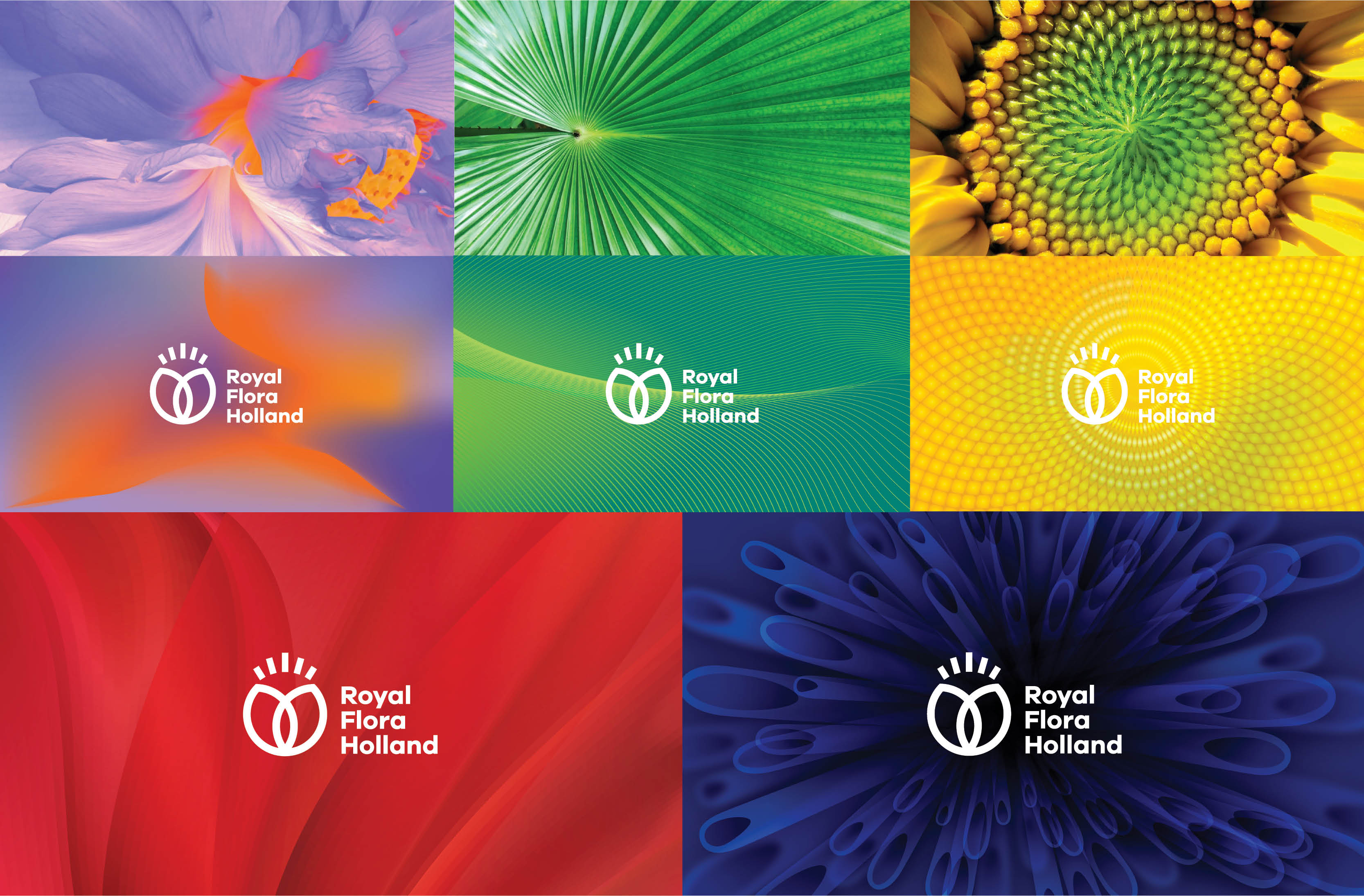 Royal Flora Holland 鮮花花卉種植合作社品牌logo設(shè)計-上海logo設(shè)計公司 Royal Flora Holland 鮮花花卉種植合作社品牌logo設(shè)計-上海logo設(shè)計公司