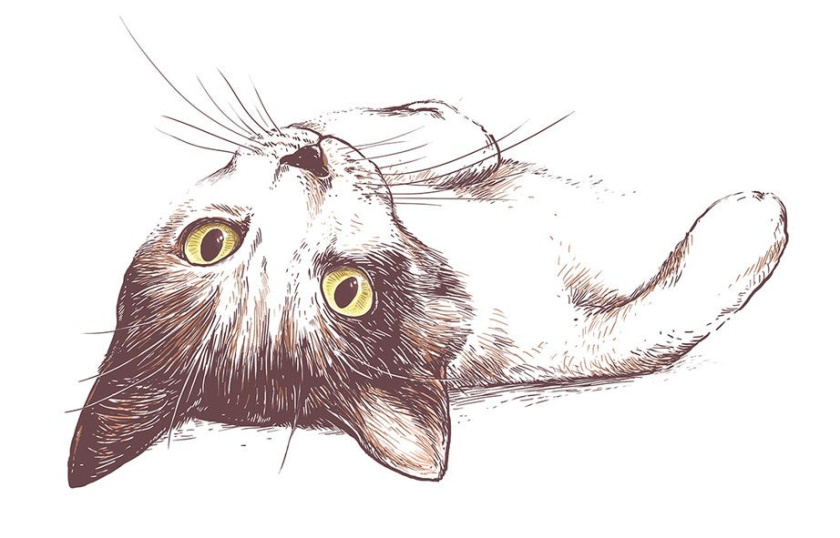 好奇的貓插圖