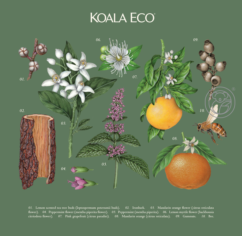 koala 植物精油綠色禮盒包裝設(shè)計，自然精致的植物花卉昆蟲插畫