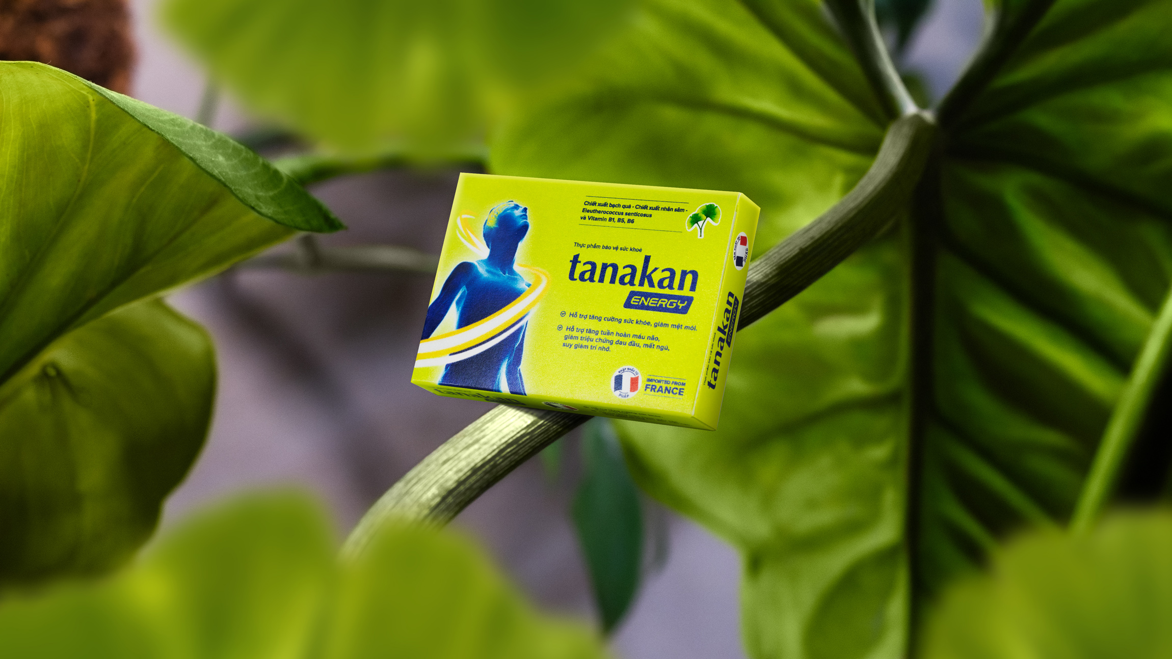 Tanakan 銀杏葉刺五加心腦健康藥品保健品包裝設(shè)計(jì)