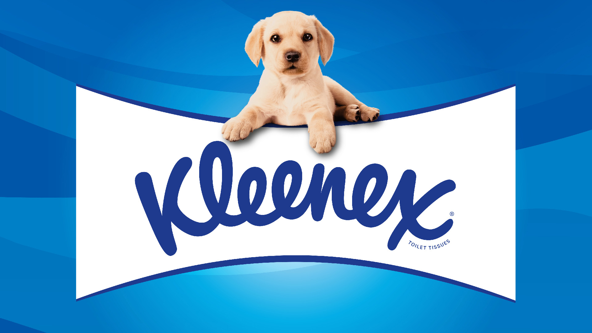 Kleenex 衛(wèi)生紙包裝設(shè)計(jì)拉布拉多小狗元素 Kleenex 衛(wèi)生紙包裝設(shè)計(jì)拉布拉多小狗元素